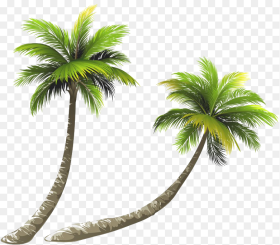 Coconut Tree Png Image Hd Palm Tree Transparent