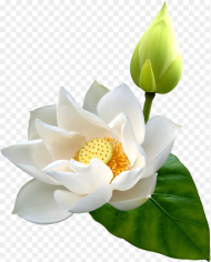 White Lotus Png Clip Art White Lotus Flower 