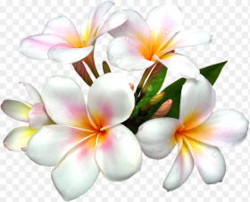 Yellow Exotic Flower Png Clipart Picture White Flower