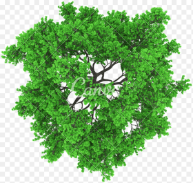 Transparent Tree Aerial View Png Vector Tree Top