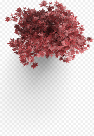 Maple Leaf Japanese Maple Plan View Hd Png