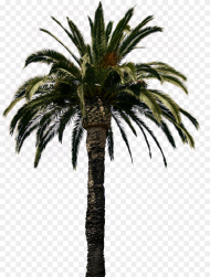 Transparent Palm Tree Png Transparent Real Palm Tree