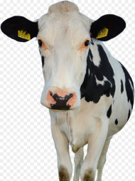 Cow Farm Animals Public Domain Hd Png Download