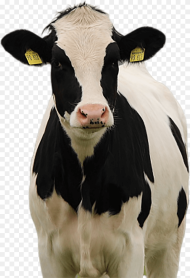 Cow Miss Missy Animal Hd Png Download