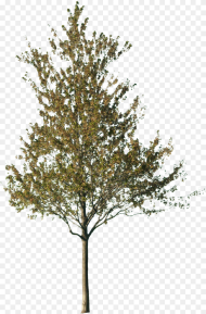 Tree Cut Out Png Transparent Png