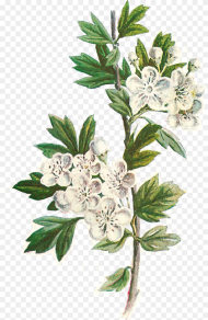 Daisy Flower Png Hawthorn Flower Illustration  Png