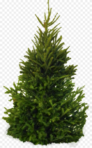 Fir Tree Png Image Pine Tree White Background