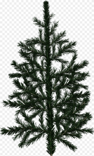 Pine Tree Branch Texture Hd Png Download