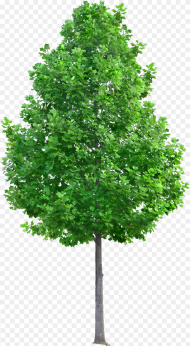 Tree Png Transparent Png 