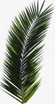 Palm Tree Leaf Hd Png Download