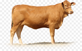 Brahman Cow White Background Hd Png Download