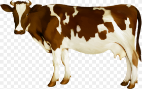 Simmental Cattle Milk Dairy Cattle Calf Dairy Cow