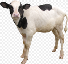 Cow Png Download Png Image With Transparent Background