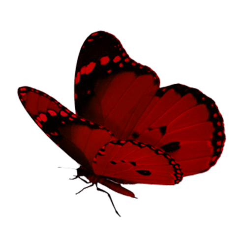 red butterfly png