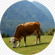 Grazing Dairy Cow Hd Png Download