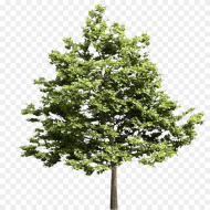 Transparent Pine Tree Top View Png Tree Models