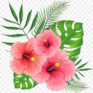 Hand Painted Summer Hibiscus Flower Png  Hibiscus