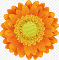 Sunflower Pictures Free  Sunflower Png Sunflower Orange