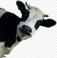 Transparent Vaca Clipart Funny Cow Transparent Background Hd