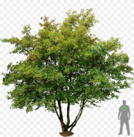 Png Trees and Plants Free Download Transparent Png