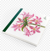 Picture of Flower Desk Belladonna Lily Png HD