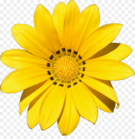 Yellow Flower Png  Background Yellow Flower