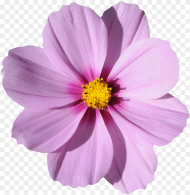 Flower Image File Formats Purple Cosmos Flower Png