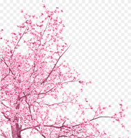 Transparent Sakura Tree Png Transparent Cherry Blossom Vector