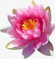 Clip Art Lotus Pod Flowers Lotus Flower Benefits