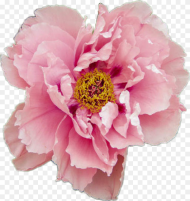 Peony Aesthetic Flower Pink Pretty Tumblr Pastel Rose