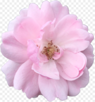 Accessory Flowering Plant Chinese Peony  Aesthetic Flower