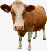 Cow Png Free Download Hewan Yang Tidak Mengalami