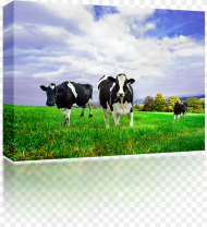 Friesian Holstein Dairy Cows New Zealand Milk Cow