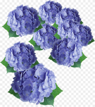 Flower Purple Hydrangea Floral Design Flower Hd Png
