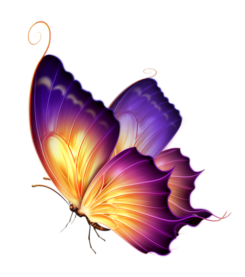 butterfly png amazing colores