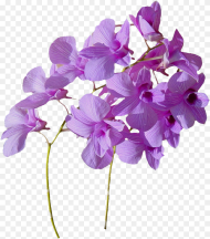 Real Flowers Png  Real Flowers Png
