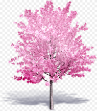 Transparent Cherry Blossom Tree Png Cherry Blossom Tree