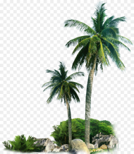 Palm Trees by Rocks Png Image Transparent Png