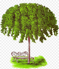 Tree Antiqueimages Blogspot Hd Png Download