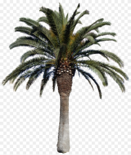Date Palm Tree Png Transparent Png 