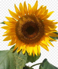 Sun Flower Isolated Yellow Flowers Free Picture Bunga