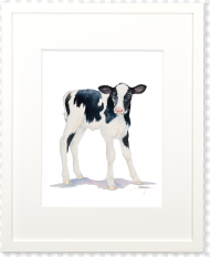 Baby Cow Wall Art Class Baby Cow Hd
