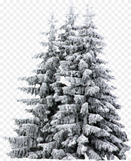 Snow Covered Trees Sketch Png Download Pine Trees