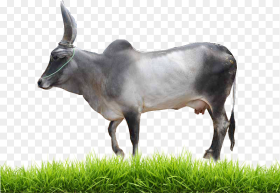 Transparent Baby Cow Png Indian Cow Images Hd