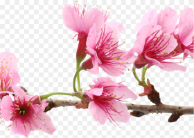 Cherry Blossom Extract Bio Cellulose Mask Sakura Flower