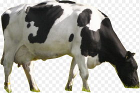 Nammilk Cow Dairy Cow Hd Png Download