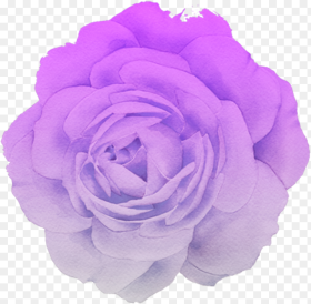 Flower Rose Blume Purple Pastel Pink White Trend