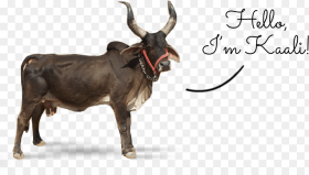 Ox Clipart Gir Cow Indian Ox Png Transparent