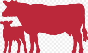 Indian Cow Images Png Transparent Png