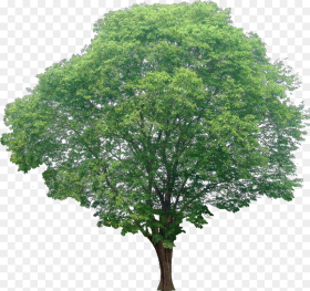 Transparent Background Cut Tree Png Download